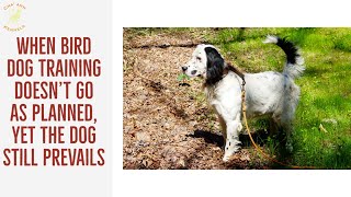 Correcting Bird Dog Training Mistakes [upl. by Tailor]