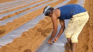 mulching paper hole maker tool jugaad EP02 Tomato farming in india [upl. by Spiro577]