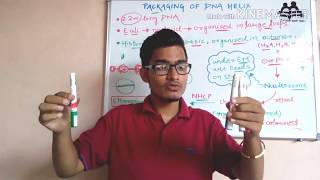 Packing of DNA helix  molecular basis of inheritance  for NEET AIIMS JIPMER [upl. by Publea]