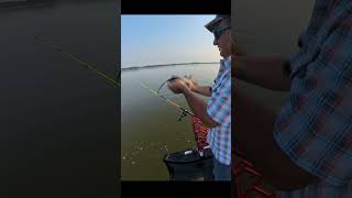 Flathead tried to wreck boat shorts fishing cat catfishing catfish ohio [upl. by Enitnelav417]