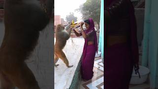 Raja babu today funny video monkeyvideosforkids monki monky cute [upl. by Aciretahs]