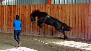 Lunge a stallion for the first time Friesian Horse [upl. by Leventhal842]