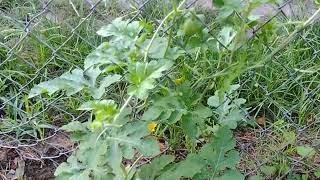 Growing Watermelon 🍉 mississippi [upl. by Uyr]