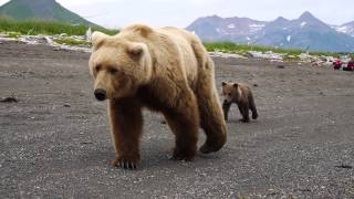 Reactions to CLOSE BROWN BEAR encounter [upl. by Llenna655]