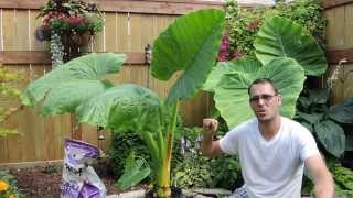 Growing Another Giant  Alocasia Borneo Giant [upl. by Ade56]