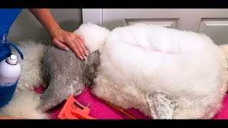 Essential Poodle Combing Tutorial [upl. by Renat]