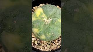 銀冠玉錦9 Lophophora fricii 2024 09 22 ＃shorts [upl. by Elbert552]