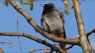 Ptice Hrvatske  Mrka crvenrepka mužjak Phoenicurus ochruros Black Redstart male 45 [upl. by Eanore420]