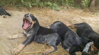 Awesome Bluetick Coonhound puppies at 7 weeks [upl. by Aisatan]