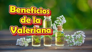 La Valeriana para que Sirve y como se Prepara Beneficios para la Salud [upl. by Einahpets]