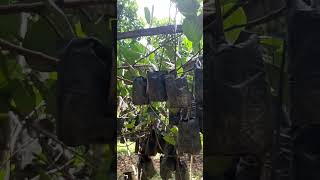 nangka inarching asexual method of propagation  jackfruit eviarc [upl. by Portingale]