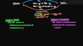 Эффект Бора и эффект Холдейна [upl. by Amsirahc]