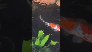 Taking care of Shubunkin Goldfish  planted indoor goldfish pond [upl. by Sufur]