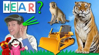 What Do You Hear Song 6  Monkey Bulldozer Tiger  Learn With Matt [upl. by Ivie]