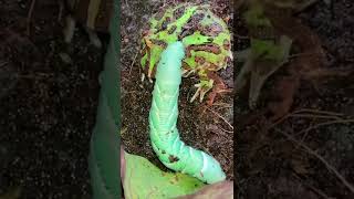 PacMan Frog vs HornWorm BITES HIS EYEWARNING LIVE FEEDINGlivefeed eating frog warning [upl. by Rollins]