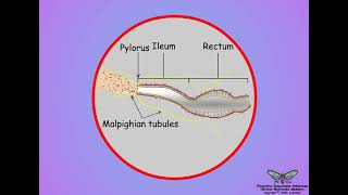 15 Insect Malpighian tubules and hindgut structures [upl. by Mafala]