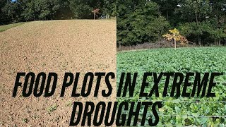 Growing Food Plots In Drought Conditions  Food Plot Updates From a DRY 2024 Brassica Plot [upl. by Jamila]