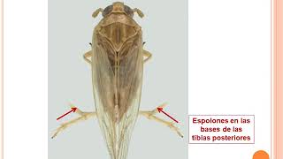 12 Hemiptera Familias [upl. by Wendell859]