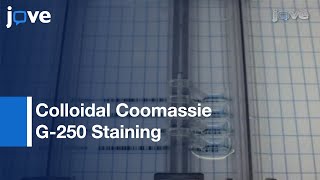 Colloidal Coomassie G250 Staining Proteins In Polyacrylamide Gels l Protocol Preview [upl. by Lainey]