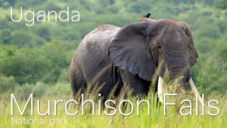 Murchison falls National park [upl. by Stelu]