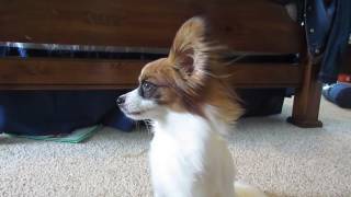 Percy the Papillon Dog Randomly Cute Papillon Things 1 [upl. by Fleck]