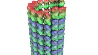 How a Microtubule Builds and Deconstructs [upl. by Aenil]