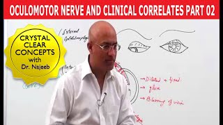 Oculomotor Nerve and Clinical Correlates Part 2 [upl. by Steiner114]