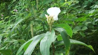 Cheilocostus speciosus [upl. by Ernesto]