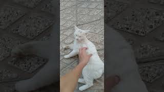 This cat likes to be pettedcat funny [upl. by Kaye]