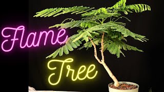 Royal Poinciana Bonsai Tree from seed Delonix Regia Flame tree Flamboyant tree One repotted [upl. by Ybhsa]