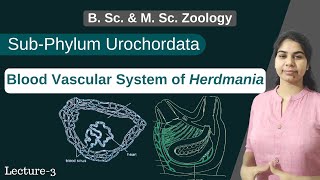 Herdmania  Blood Vascular System of Herdmania  In Hindi  B Sc amp M Sc  Zoology [upl. by Teplica936]