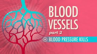 Blood Vessels Part 2 Crash Course Anatomy amp Physiology 28 [upl. by Theodoric988]