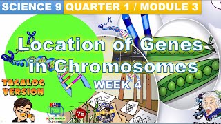 GRADE 9 SCIENCE Quarter 1 Module 3 Location of Genes in Chromosomes MELC Based Einsteinatics Tv [upl. by Garneau]