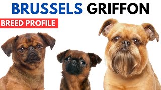 Brussels Griffon Breed Profile History  Price  Traits  Brussels Griffon Grooming Needs  Lifespan [upl. by Konstantine521]