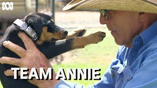 The special bond between kelpie puppy Annie and thirdgeneration farmer Frank Finger  Muster Dogs [upl. by Kissel]