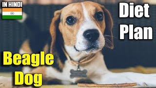 beagle  diet plan  amazing facts in hindi  Animal Channel Hindi [upl. by Meerak61]