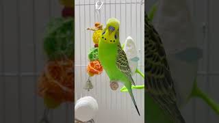 Cute budgie sounds 🥰💚💛 budgies parakeet budgiesounds birdlovers [upl. by Anauqal]