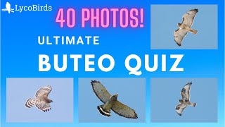 Ultimate Buteo Hawk ID Quiz  Eastern US [upl. by Labaw]