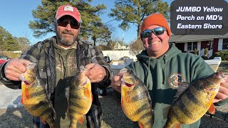 Catching JUMBO Yellow Perch on Marylands Eastern Shore [upl. by Hannej]