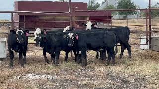 6 Head of Black and BWF Replacement Heifers 1030  Cattle for sale [upl. by Michel416]