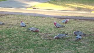 Galahs in garden Australia [upl. by Hoye521]