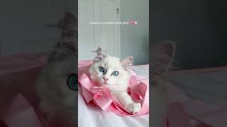 Lemon is a girly girl🎀💖🌷ragdoll ragdollkittens kitten cat ragdollshorts [upl. by Saire]