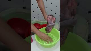 Best Moment Of Moly Love Bathing baby dog [upl. by Jaela]