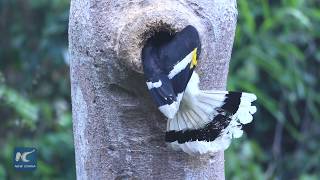 Great hornbill builds nest in tiny tree hollow [upl. by Meras]