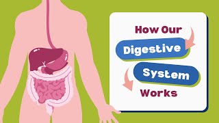 How the Digestive System Works digestivesystem science biology [upl. by Assecnirp]