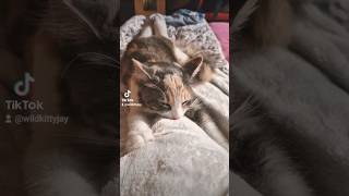 Fawn 6mthsshe loves my dressing gown lol kitten kitte2024 kittendaily kittensleeping catlover [upl. by Mirielle]