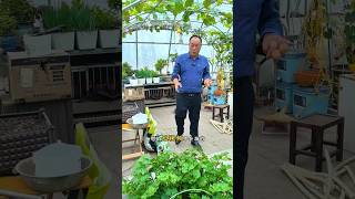 Vegetables plantation and to attend shots youtubeshorts [upl. by Furey]