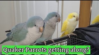 Tame and untamed Quaker Parrots Talking Monk Parrot  Quaker Parrot sounds [upl. by Ailongam]