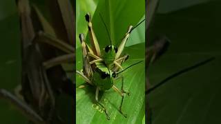 Grasshopper mating nature mobilephotography [upl. by Olenolin312]