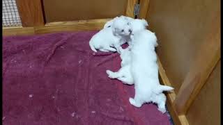 quotAdorable Maltese Puppies Playing Together to Melt Your Heartquot [upl. by Learsiy]